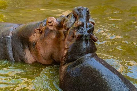 Hippos in the water. Photos