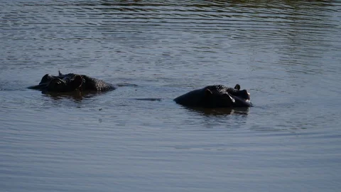 Hippos in waterhole Stock Footage 88570464