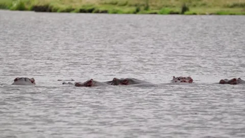 Hippos In A Waterhole Stock Footage 327033970