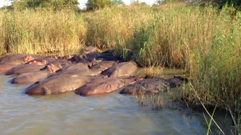 Hippos in the Wild Stock Footage 34931561