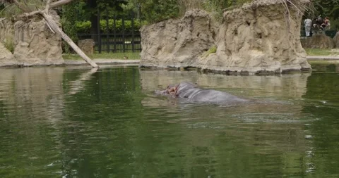 Hippos in a zoo 스톡 동영상 200976889