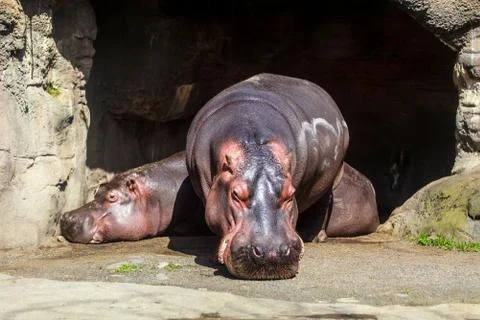 Hipppos sunbathing Stock Photos