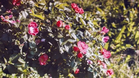 Hips of a dogrose. Video stock 91946446