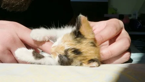 Hipster guy playing on the bed with his red cute little kitten Stock Footage 82911072