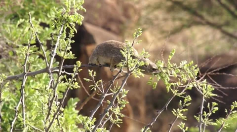 Hiracks eats the leaves while sitting on a branch Stock Footage 43293148