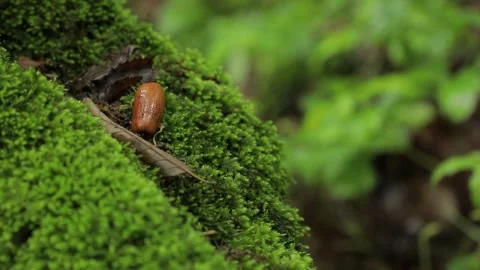Hirkan Forest Acorn Focus Shift — Foreground to Background, Fixed 21s Stock Footage 345191816