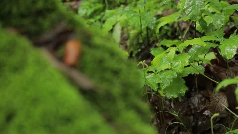 Hirkan Forest Acorn Rack Focus — Fixed 23s Shot 動画素材 345191385