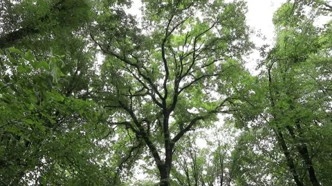 Hirkan Forest Trees — Upward Angle in Light Drizzle Stock Footage 344891729