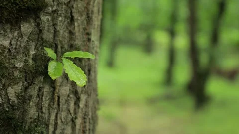 Hirkan Forest Trunk Focus Shift — Fixed Camera Stock Footage 345192585