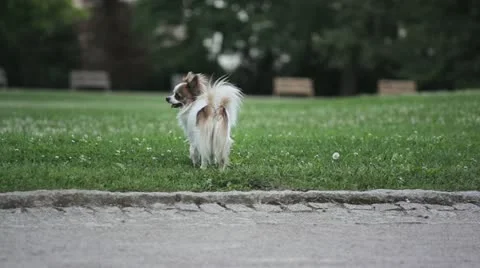 Hiro Cherri Stock Footage 11345285