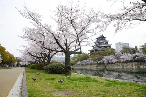 Hiroshima sakura Stock Photos