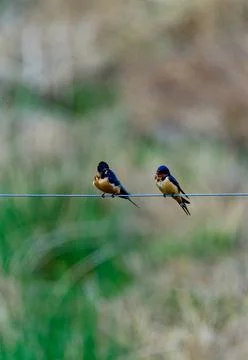 Hirundo rustica (Barn Swallow), two birds sitting on a wire against a backg.. Stock-Fotos