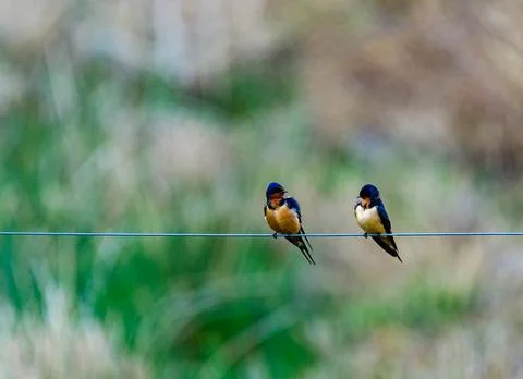 Hirundo rustica (Barn Swallow), two birds sitting on a wire against a backg.. Stock-Fotos