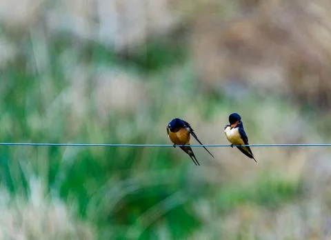 Hirundo rustica (Barn Swallow), two birds sitting on a wire against a backg.. Stock Photos