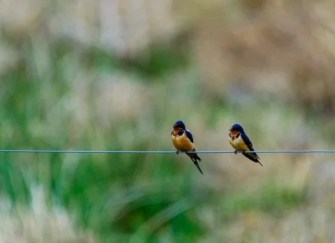 Hirundo rustica (Barn Swallow), two birds sitting on a wire against a backg.. Фото