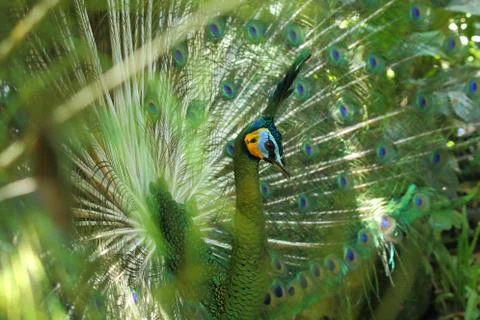 In his wheel, peacock Stock Photos