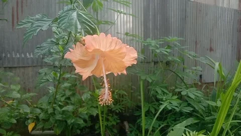 Hisbicus Stock Footage 255167946