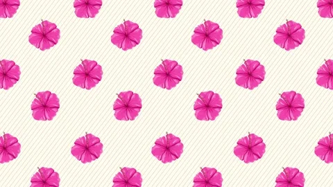 Hisbiscus Flowers Background Stock Footage 212453321