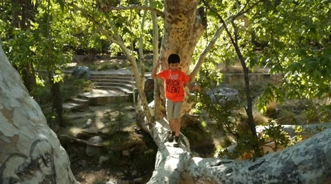 A hispanic boy climbing a tree Stock Footage 62896692