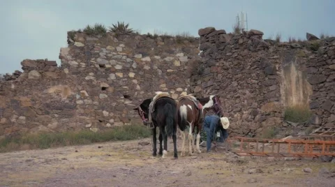 Hispanic Cowboy with horses Stock Footage 61500657