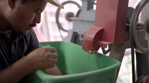 An Hispanic farmer is colecting coffee beans from the peeling machine Stock Footage 219408945