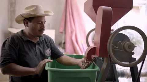 An Hispanic farmer is colecting coffee beans from the peeling machine Stock Footage 219592671