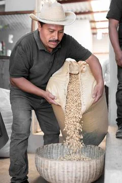 An Hispanic farmer is dropping coffee beans before peeling Stock Photos