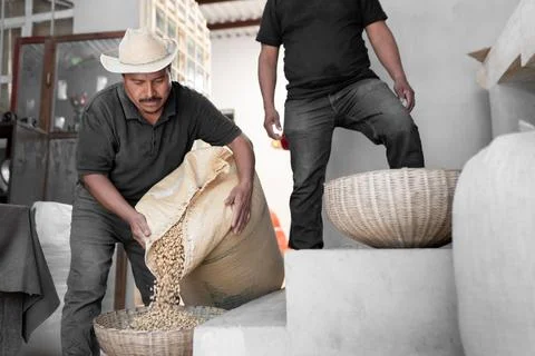 An Hispanic farmer is dropping coffee beans before peeling Stock Photos