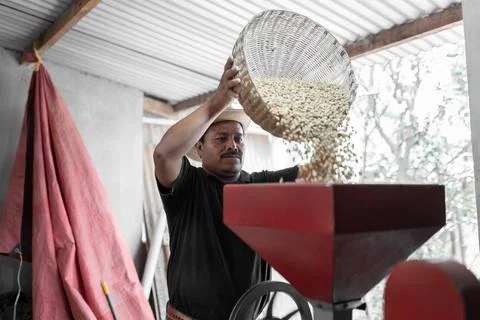 An Hispanic farmer is dropping coffee beans into the peeling machine Stock Photos