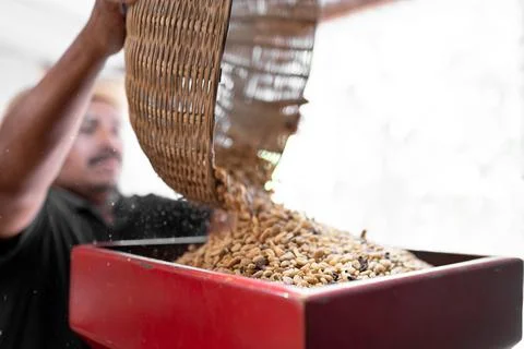 An Hispanic farmer is dropping coffee beans into the peeling machine Stock Photos