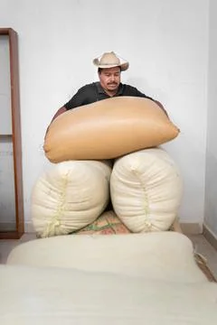 An Hispanic farmer is stacking coffee sacks in the warehouse Stock Photos