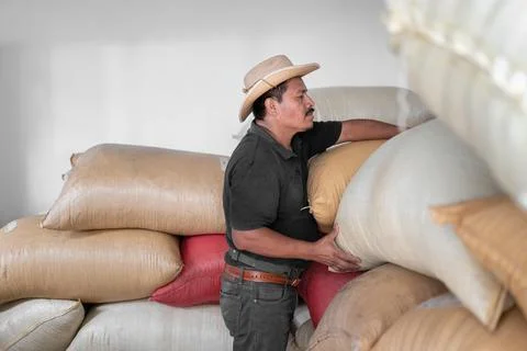 An Hispanic farmer is stacking coffee sacks in the warehouse Stock Photos