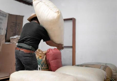 An Hispanic farmer is throwing a coffee sack from his shoulder Stock Photos