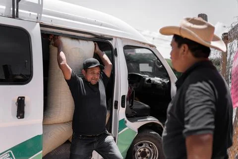 An Hispanic farmer is unloading a coffee sack from a van next to his supervis Stock Photos