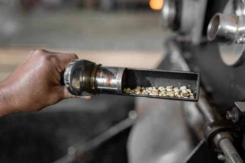 An Hispanic man is checking the beans roast from the coffee roaster machine Stock Photos