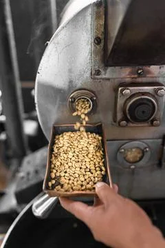 An Hispanic man is checking the beans roast from the coffee roaster machine Stock Photos