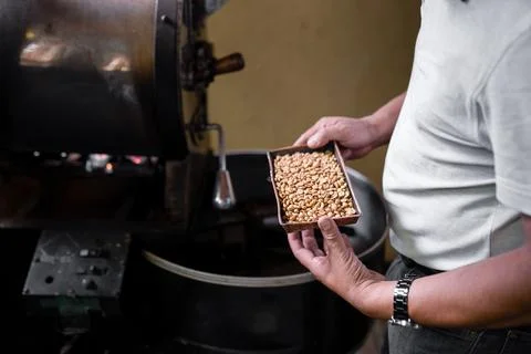 An Hispanic man is checking the beans roast from the coffee roaster machine Stock Photos