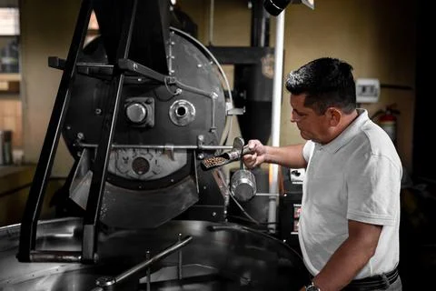 An Hispanic man is checking the beans roast from the coffee roaster machine Stock Photos
