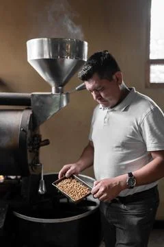 An Hispanic man is checking the beans roast from the coffee roaster machine Stock Photos