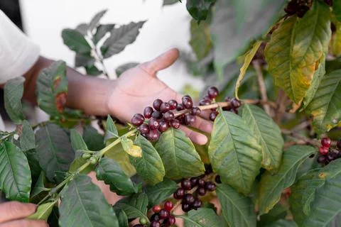 An Hispanic man is checking some red coffee beans Stock Photos