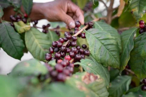 An Hispanic man is checking some red coffee beans Stock Photos