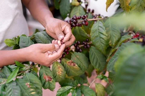 An Hispanic man is checking some red coffee beans Stock Photos