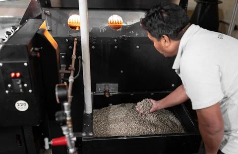 An Hispanic man is dropping coffee beans in a roaster machine. Stock Photos