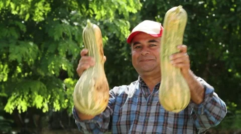 Hispanic man turns around and holds up two big pumpkins to camera Stock Footage 45524434