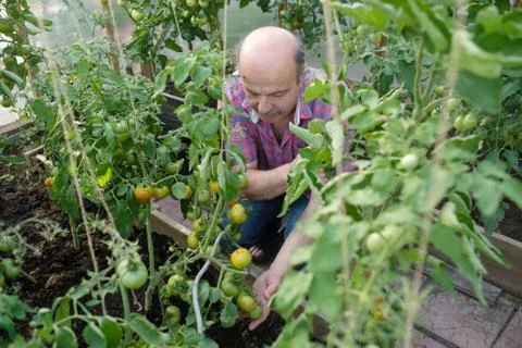 Hispanic senior farmer checking his tomatoes in a hothouse Stock Photos