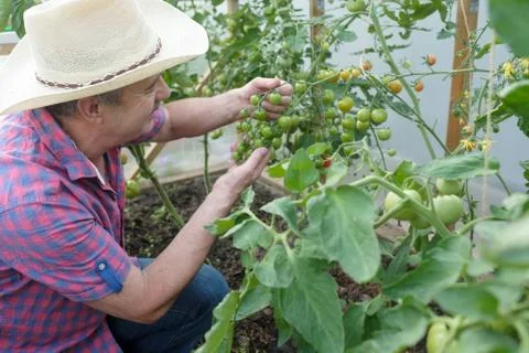 Hispanic senior farmer checking his tomatoes in a hothouse Stock Photos
