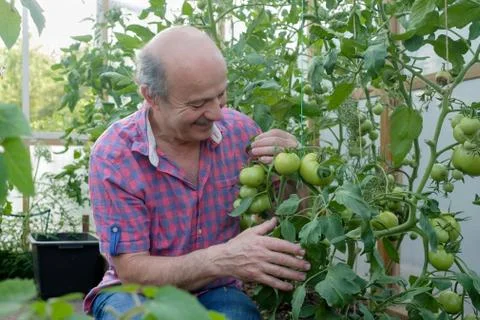 Hispanic senior farmer checking his tomatoes in a hothouse Stock Photos
