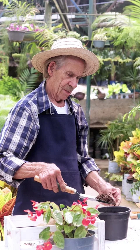Hispanic senior man working in flower garden shop. Vertical video Stock-Footage 331368808