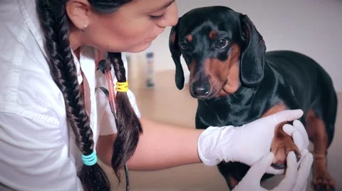 Hispanic vet with dachshund Stock Footage 51108968
