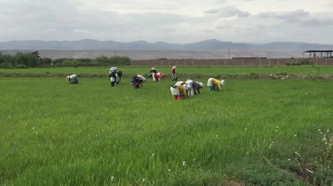 Hispanic Workers in Rice Paddy, Traditional Hands On Work Stock Footage 50022053